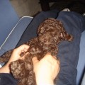 Duli il mio cane